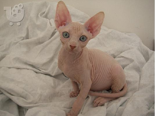 PoulaTo: Γατάκια Sphynx